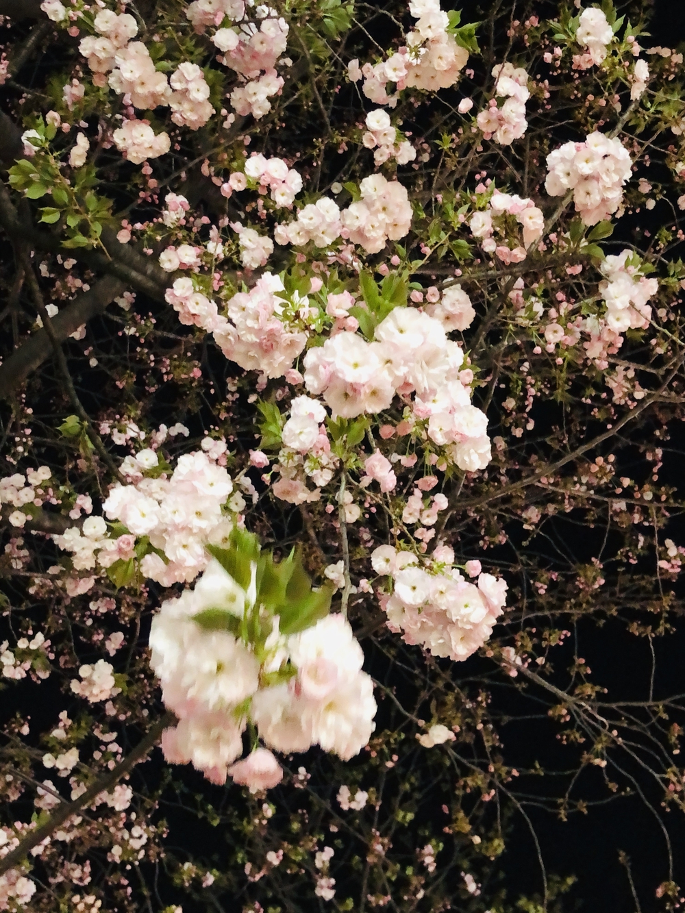 ソメイヨシノの後に楽しむ八重桜堪能コースの写真5