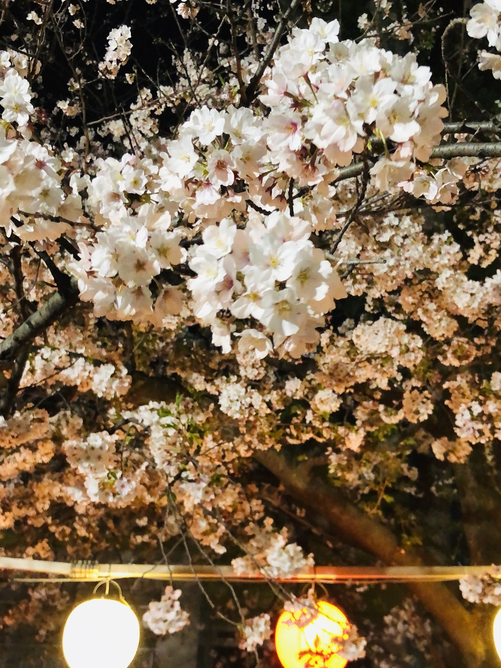 ソメイヨシノの後に楽しむ八重桜堪能コースの写真6