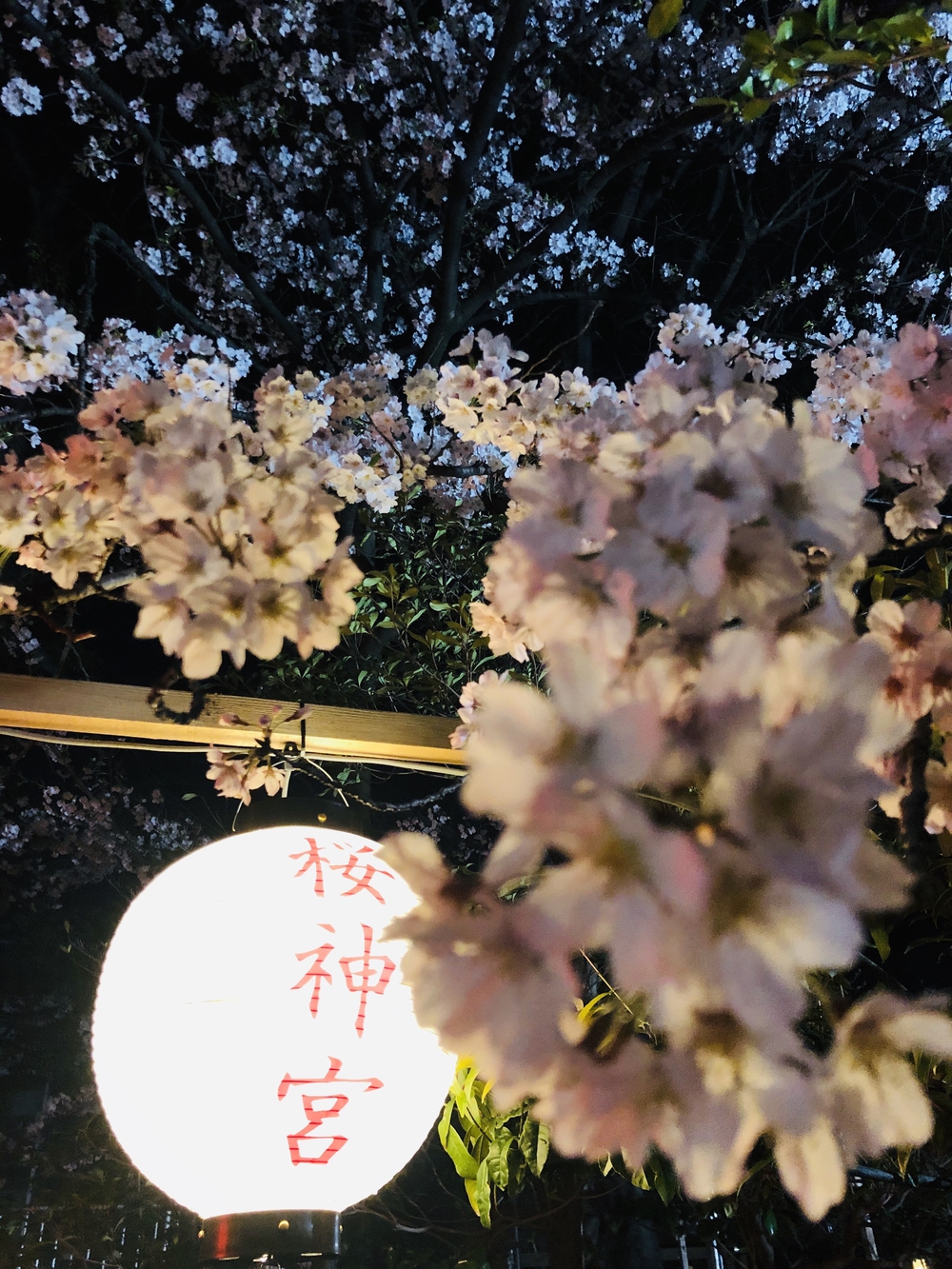 ソメイヨシノの後に楽しむ八重桜堪能コースの写真7