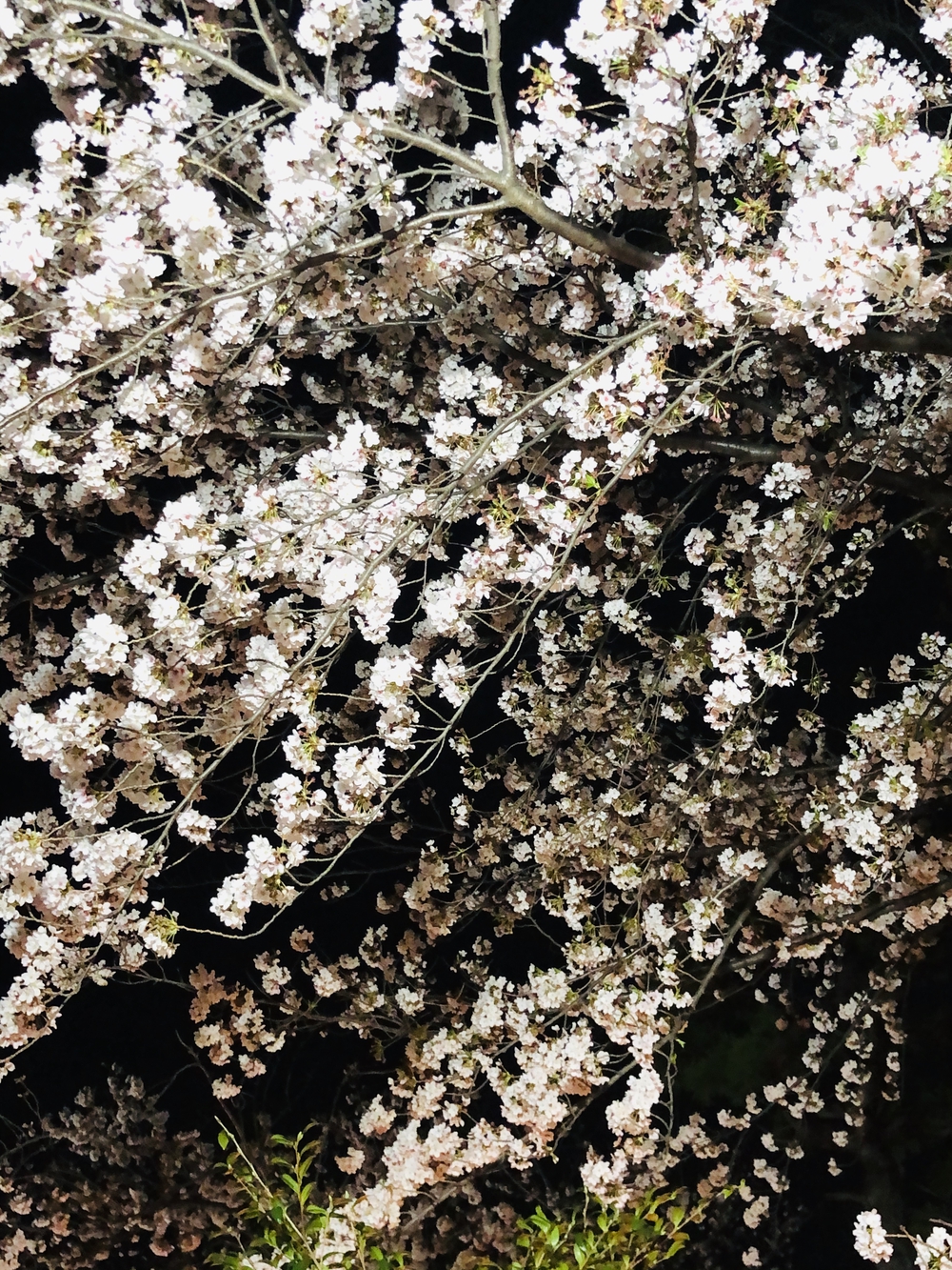 ソメイヨシノの後に楽しむ八重桜堪能コースの写真8