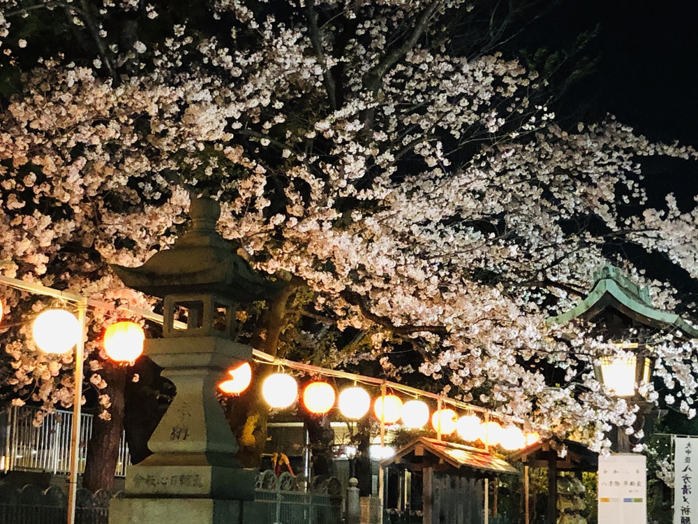 ソメイヨシノの後に楽しむ八重桜堪能コースの写真9