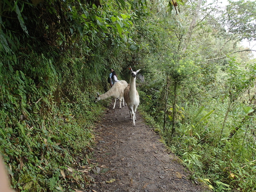 マチュピチュ・ワイナピチュの写真8