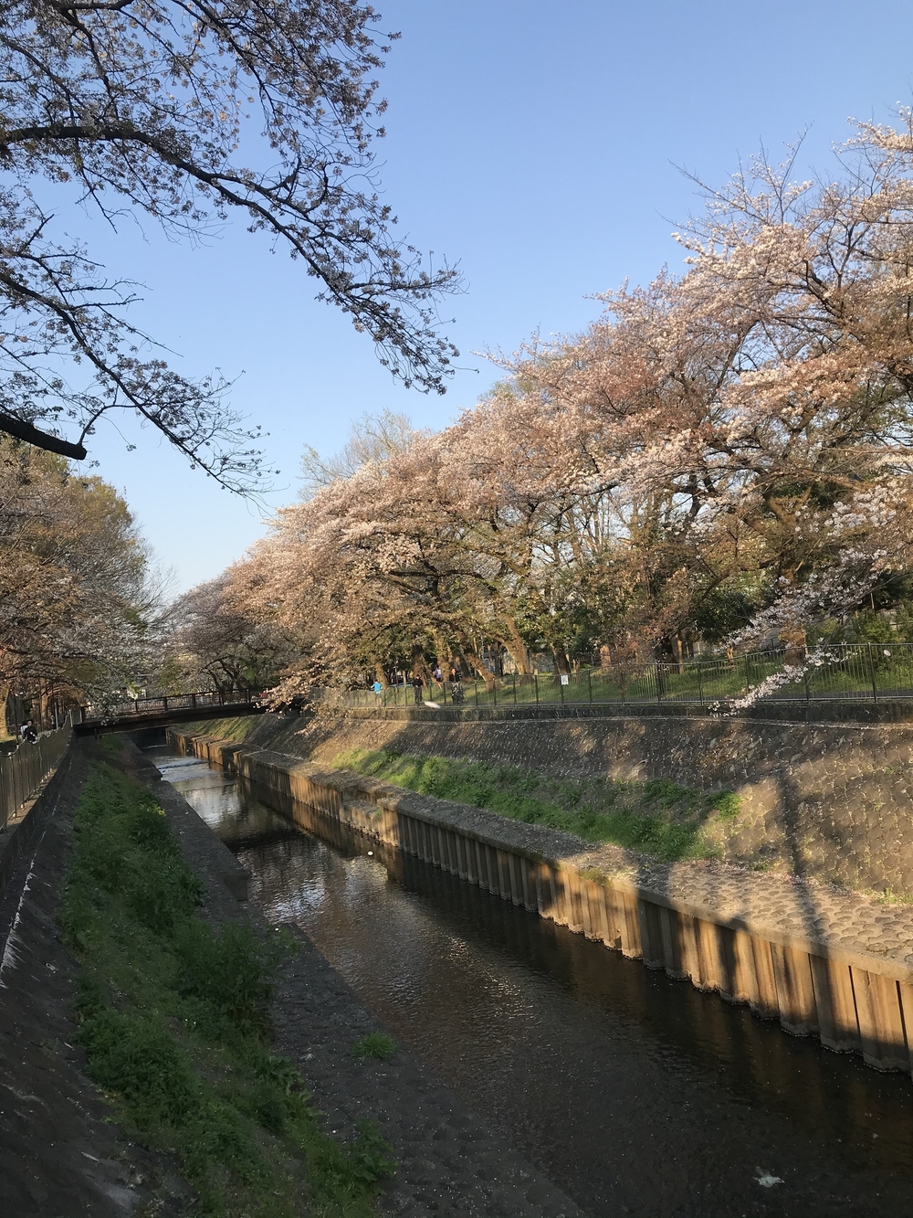 緑、花、川、🐶🧡に会える7-8kmコースの写真3