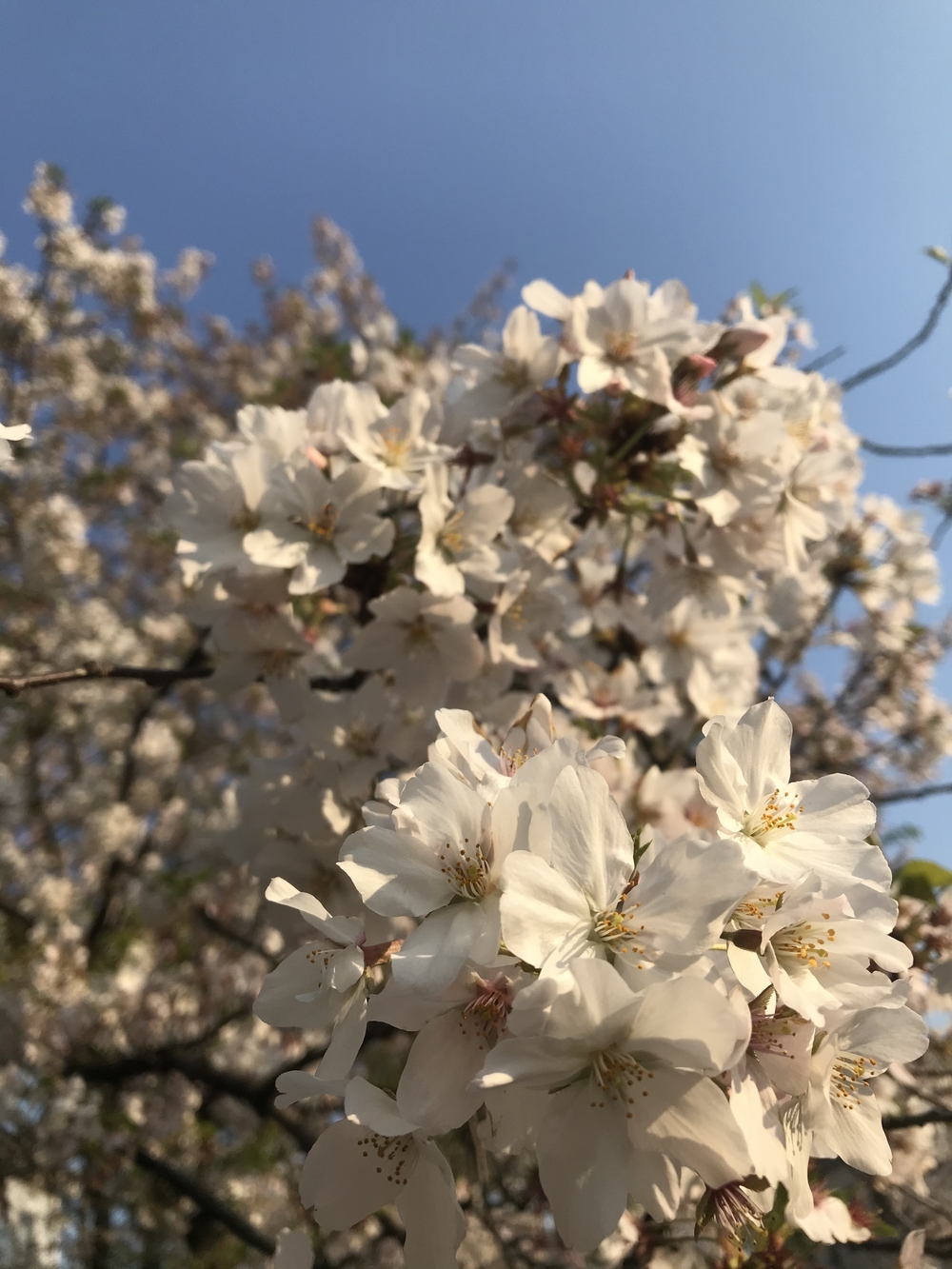 緑、花、川、🐶🧡に会える7-8kmコースの写真4