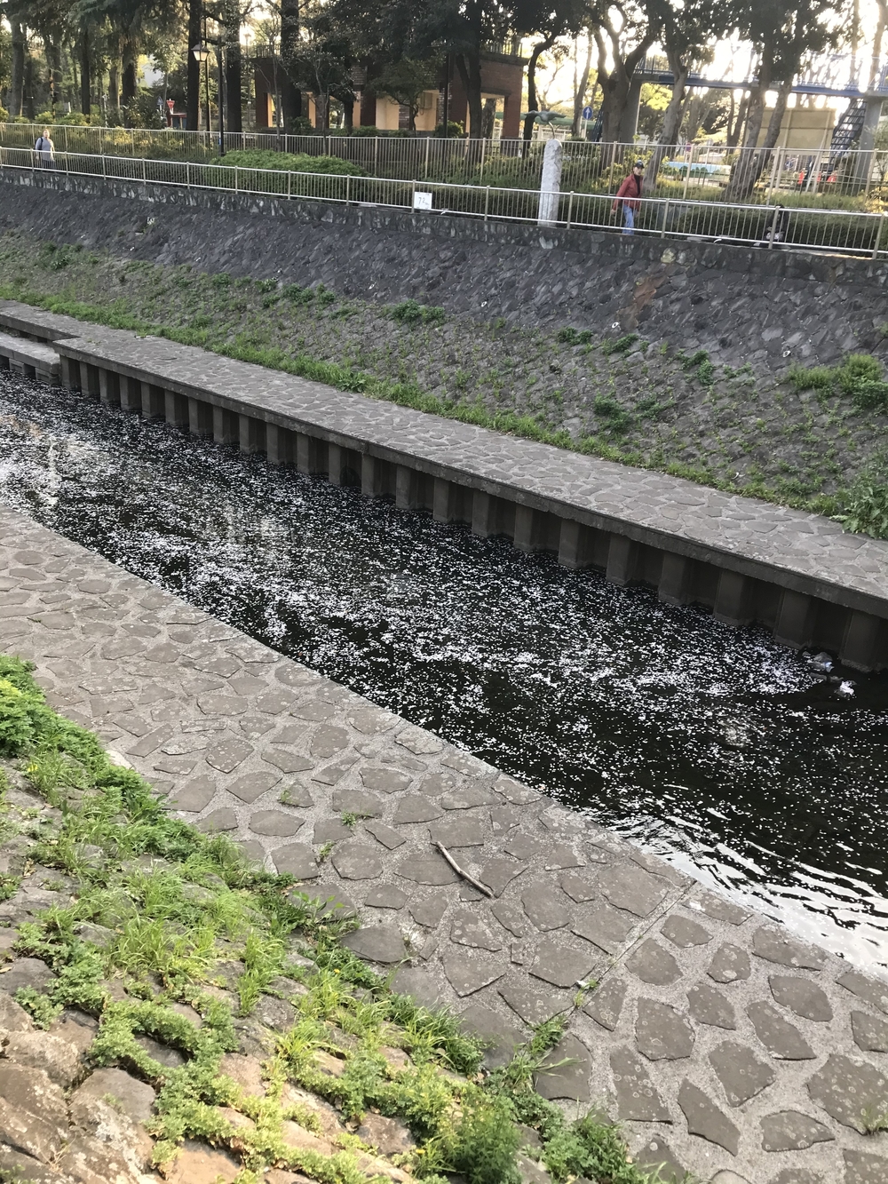 緑、花、川、🐶🧡に会える7-8kmコースの写真5