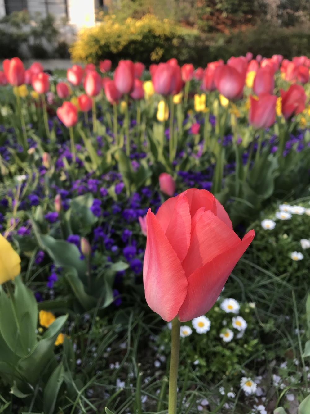 緑、花、川、🐶🧡に会える7-8kmコースの写真6