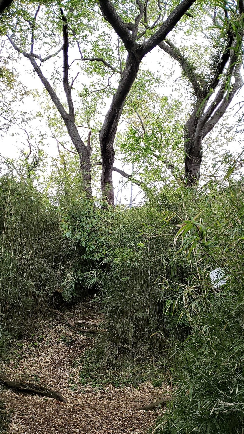 鷹取山・金沢市民の森コースの写真5