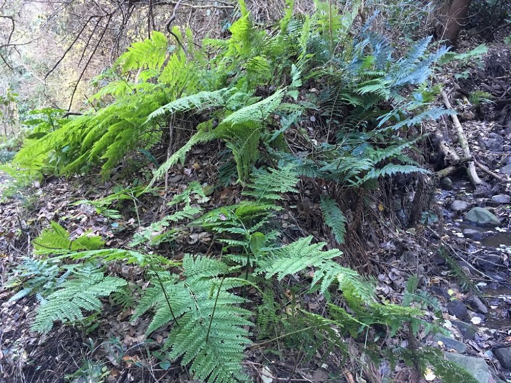 GO WILD！逗子・葉山トレラン【野鳥観察つき】の写真3