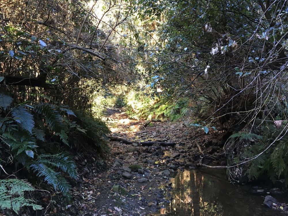 GO WILD！逗子・葉山トレラン【野鳥観察つき】の写真4