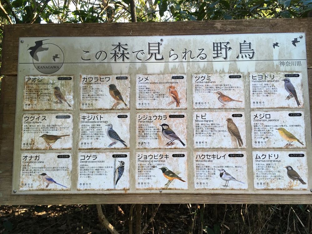 GO WILD！逗子・葉山トレラン【野鳥観察つき】の写真5