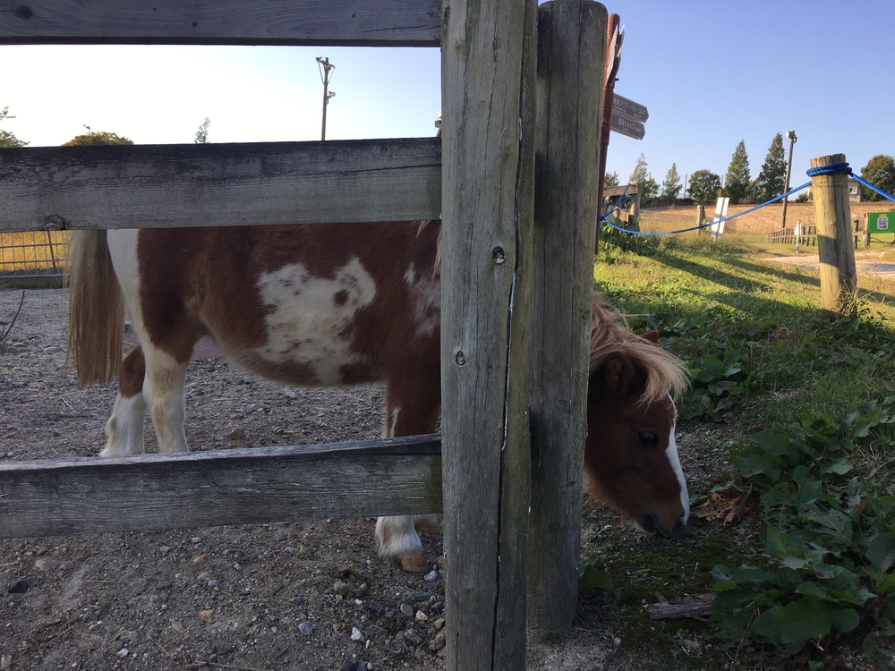 第4回「ナゴラン」愛知池ラン&BBQ　周回コース7.4㎞(愛知牧場向かい)の写真22