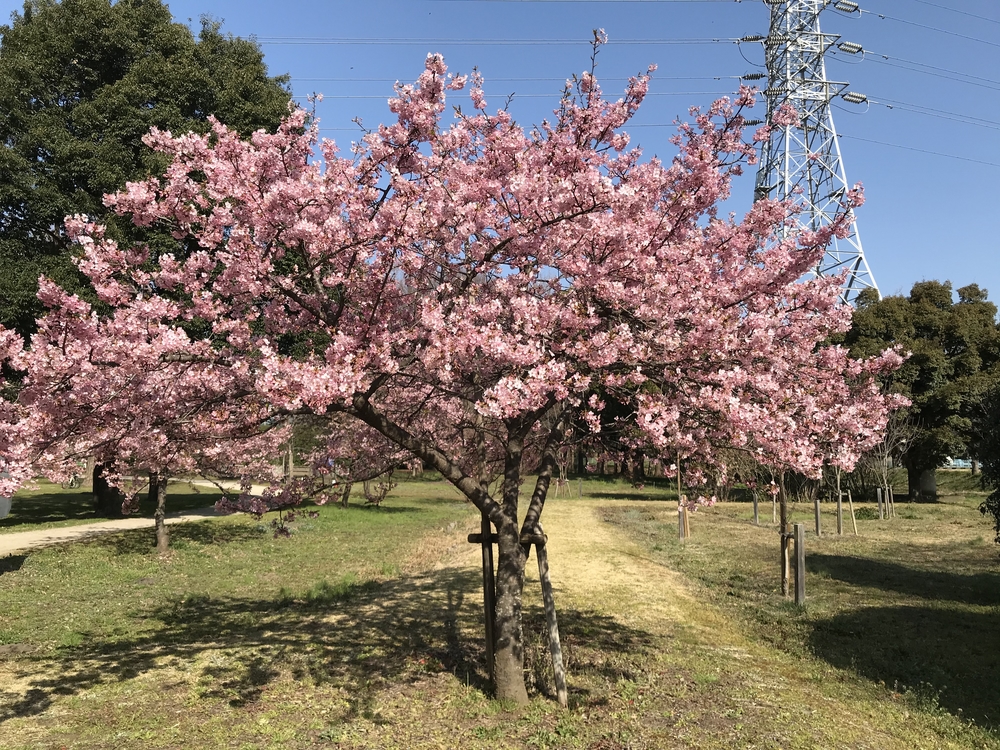 見沼周回ジョグの写真4