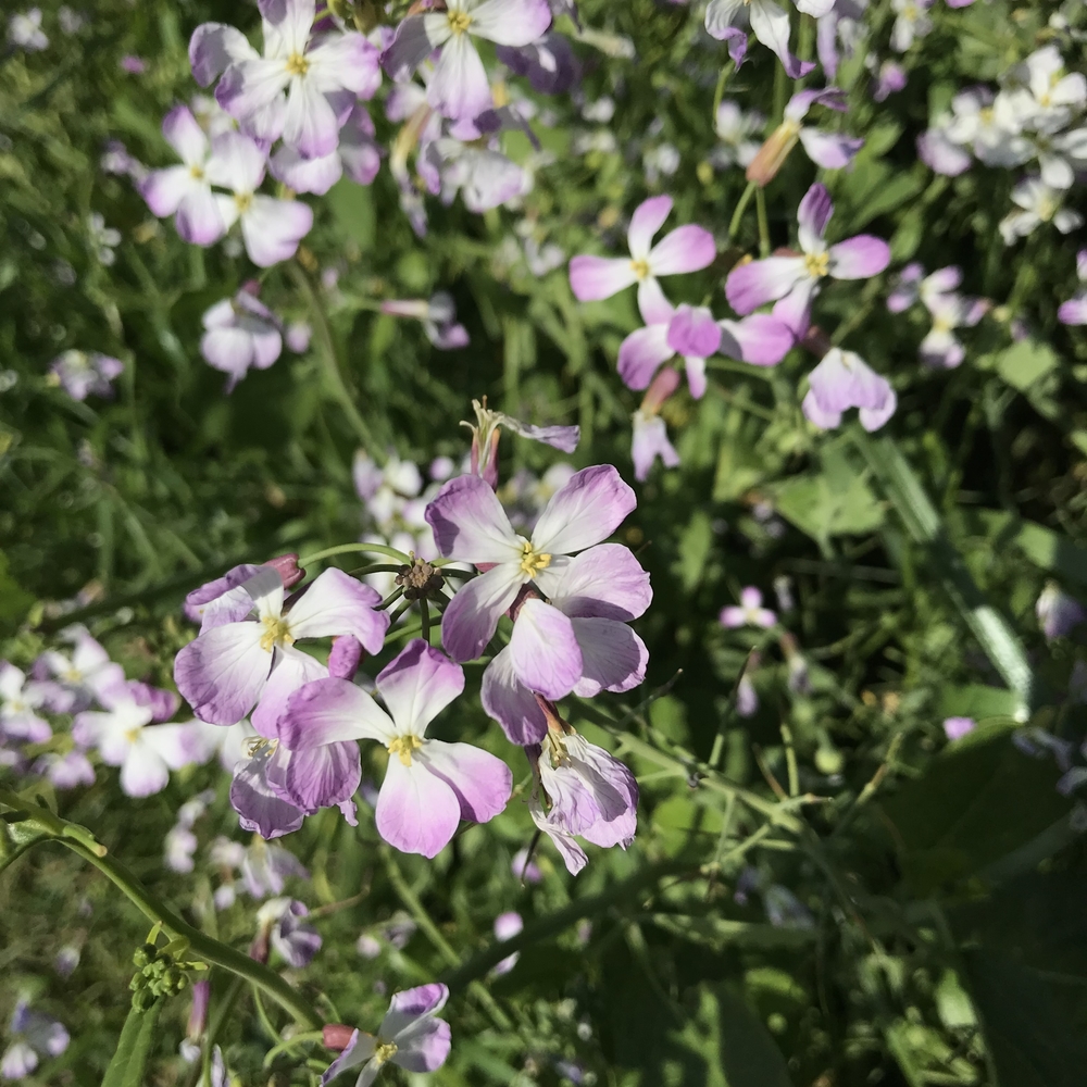 ハートの木にほっこりするジャスト6km！の写真17