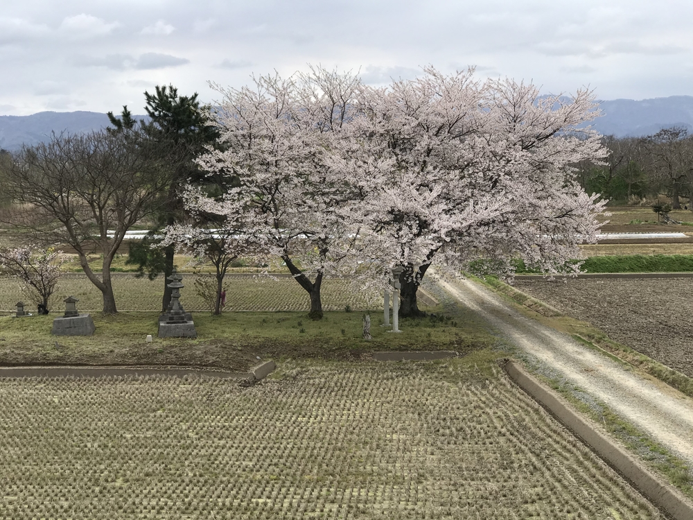 信濃川河川敷コース大回りの写真5