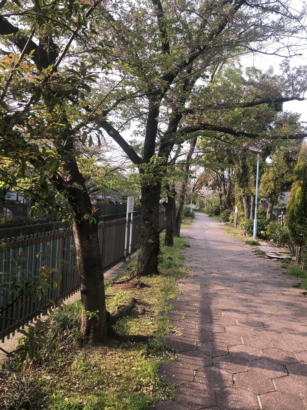長居公園から今川緑道、あべのハルカス欲張り11km！の写真4