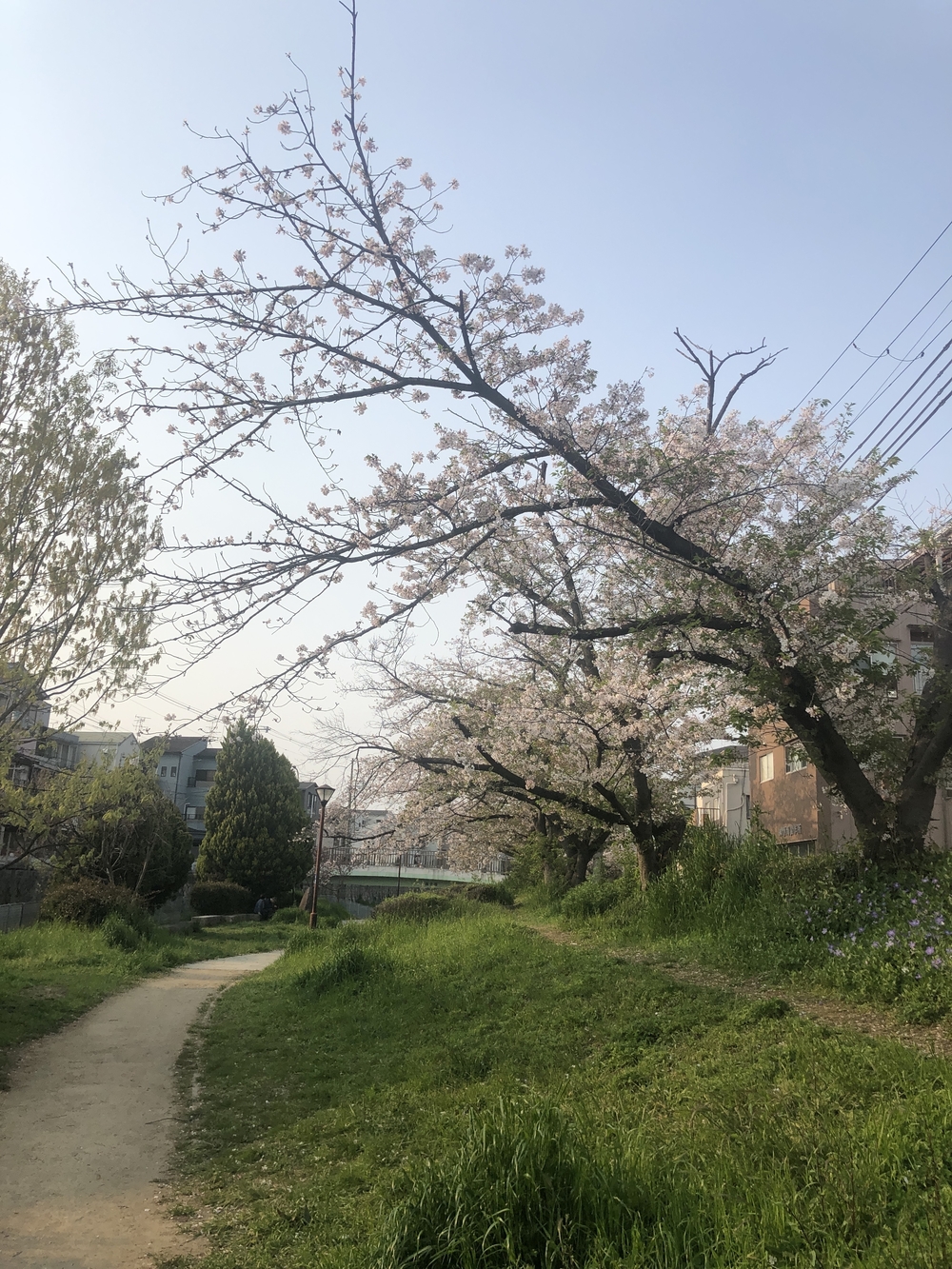 長居公園から今川緑道、あべのハルカス欲張り11km！の写真6