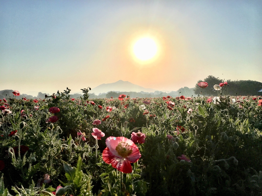 一面黄色の小貝川サイクリングロードの写真4