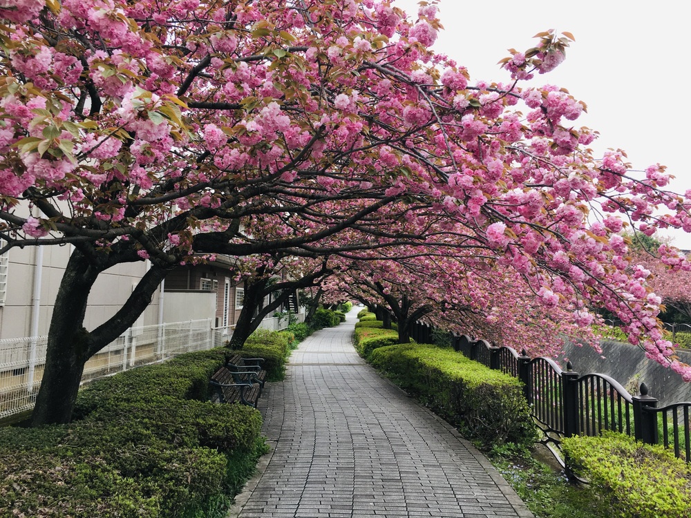 多摩川から多摩センターUpDown周回コースの写真6