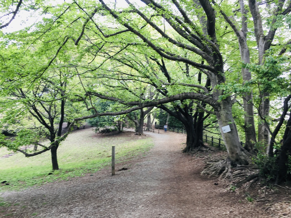 多摩川から多摩センターUpDown周回コースの写真14