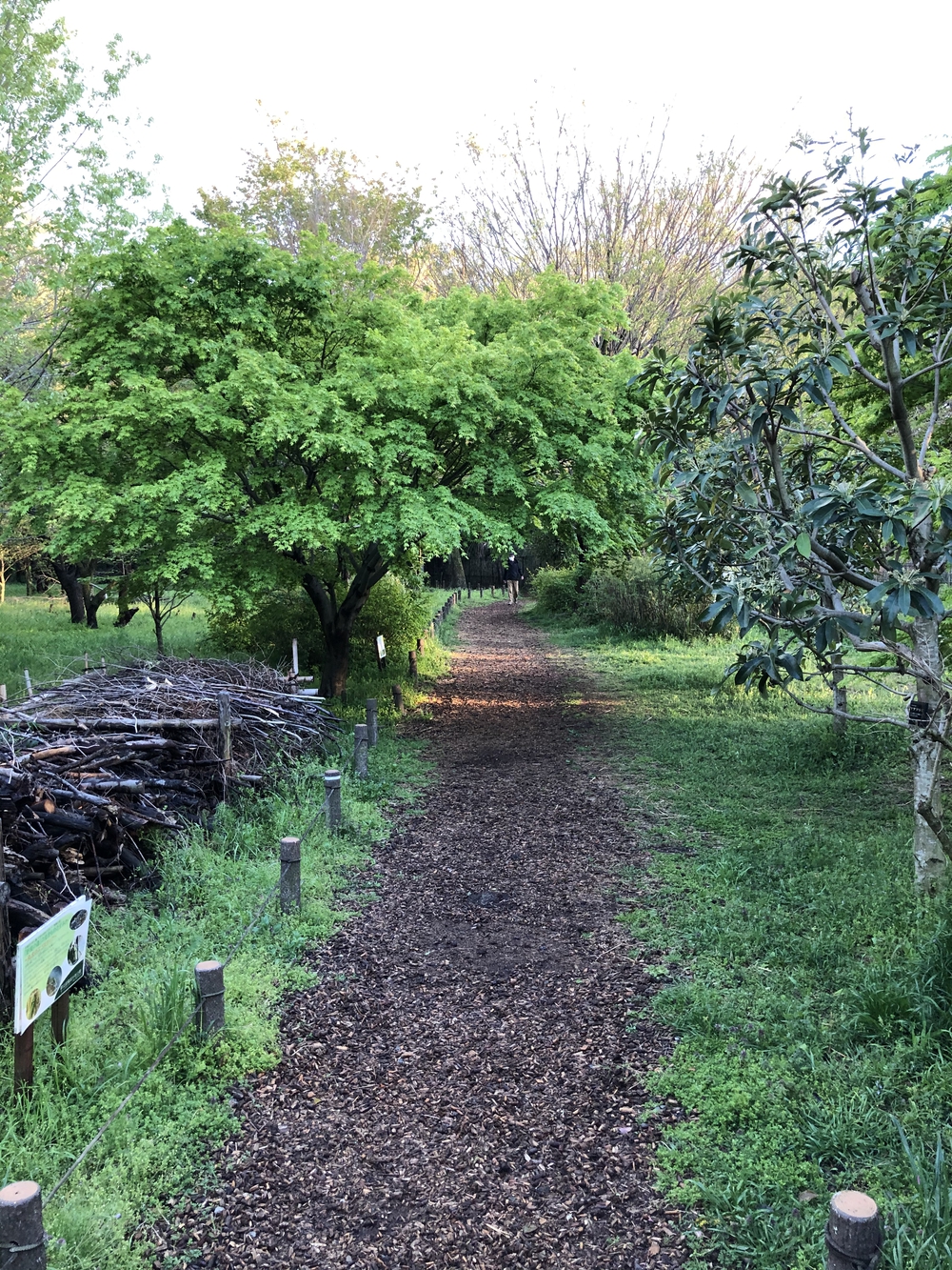武蔵国分寺公園南周回コースの写真7