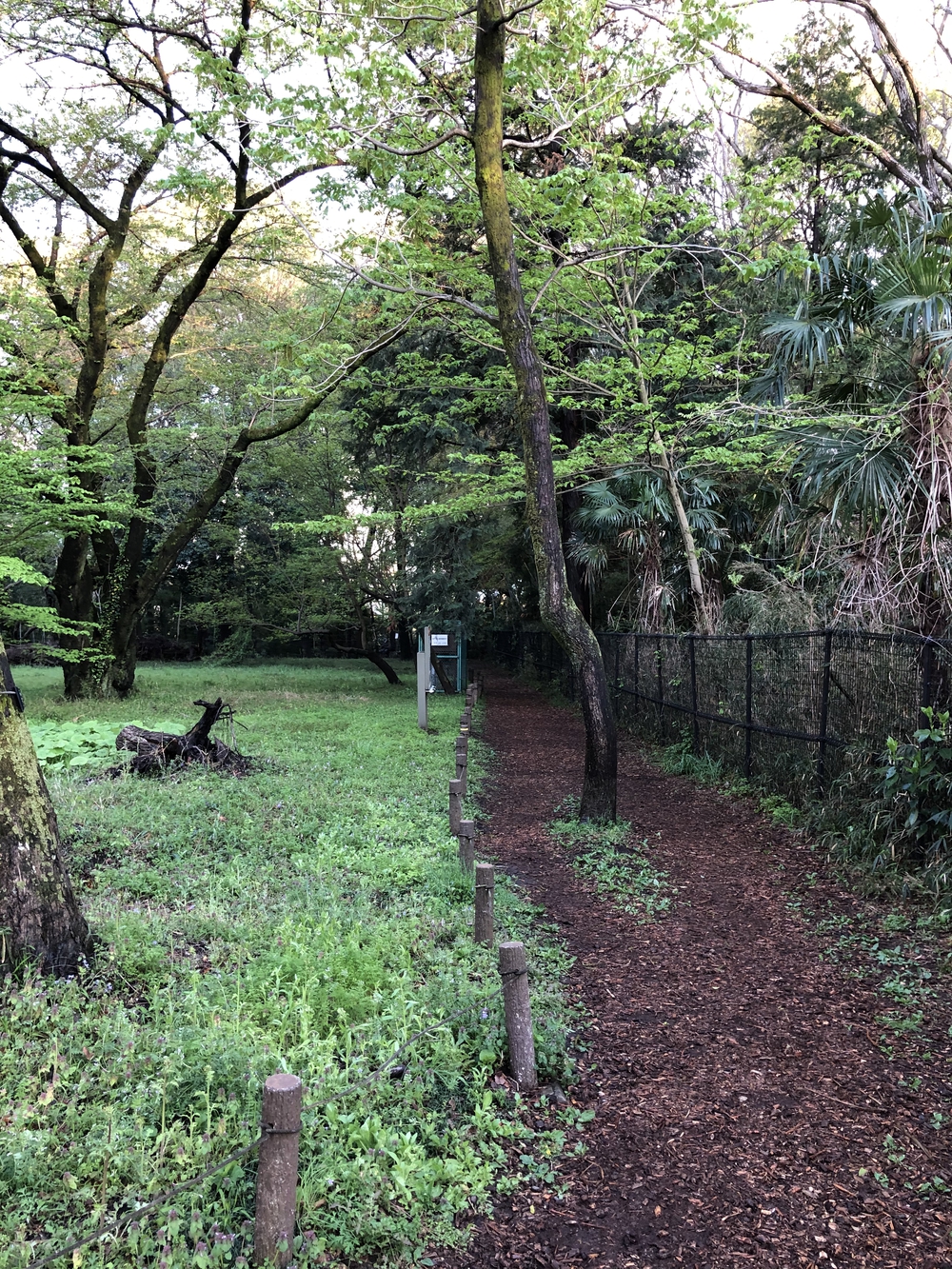 武蔵国分寺公園南周回コースの写真8