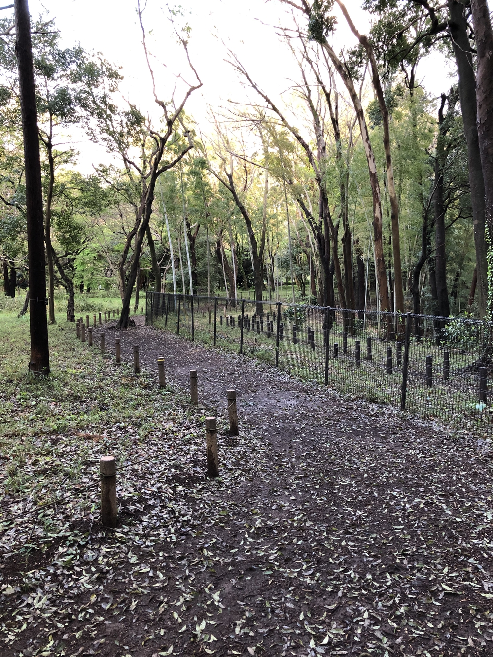 武蔵国分寺公園南周回コースの写真9