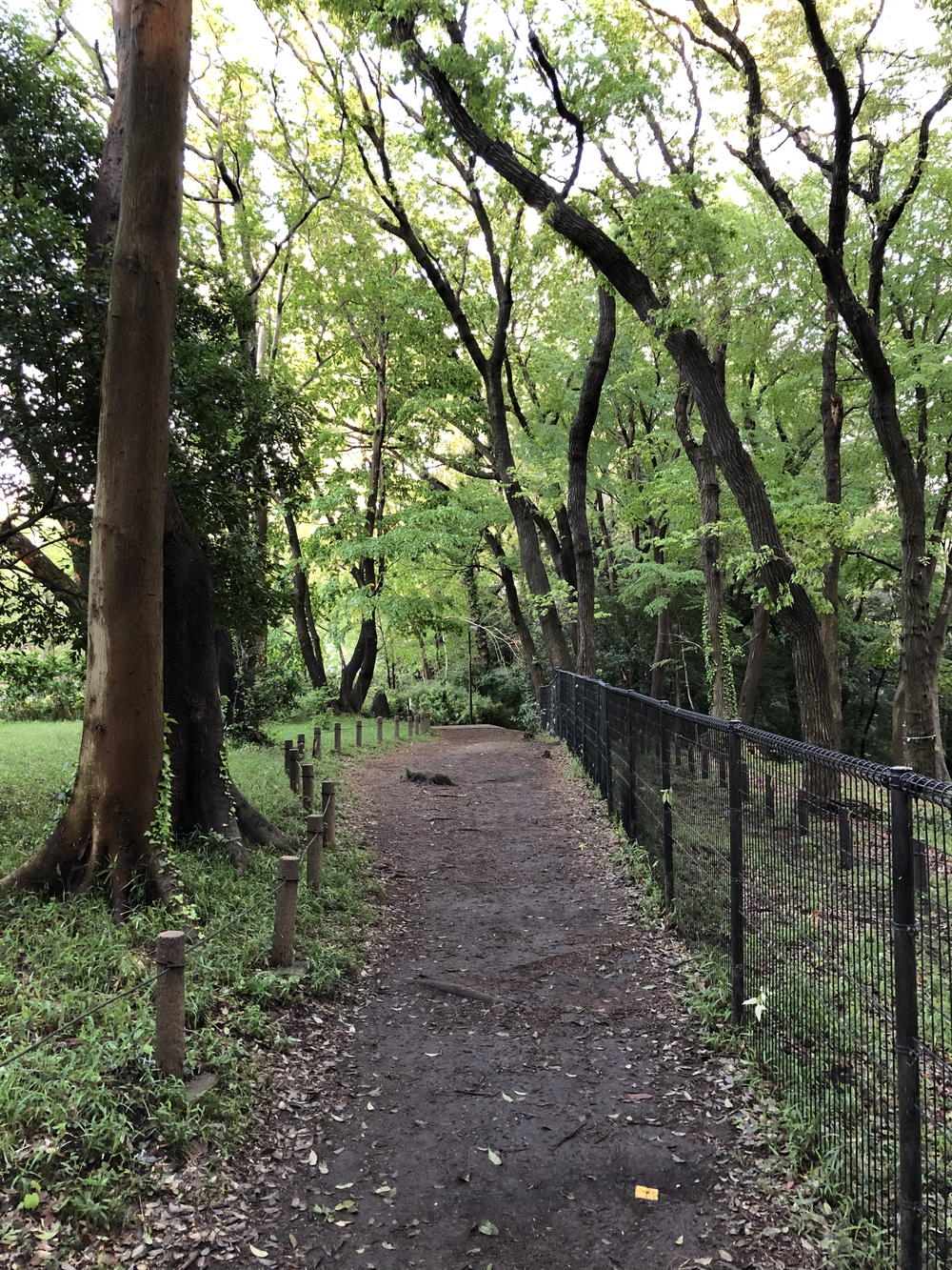 武蔵国分寺公園南周回コースの写真10