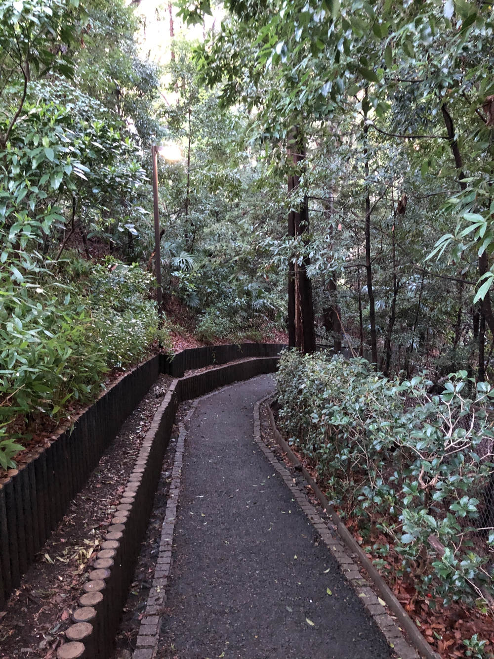武蔵国分寺公園南周回コースの写真11