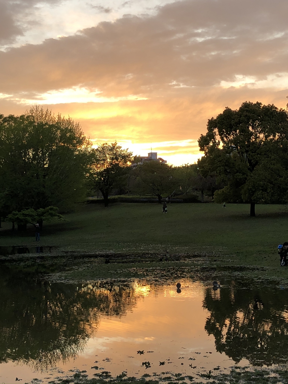 武蔵国分寺公園南周回コースの写真16