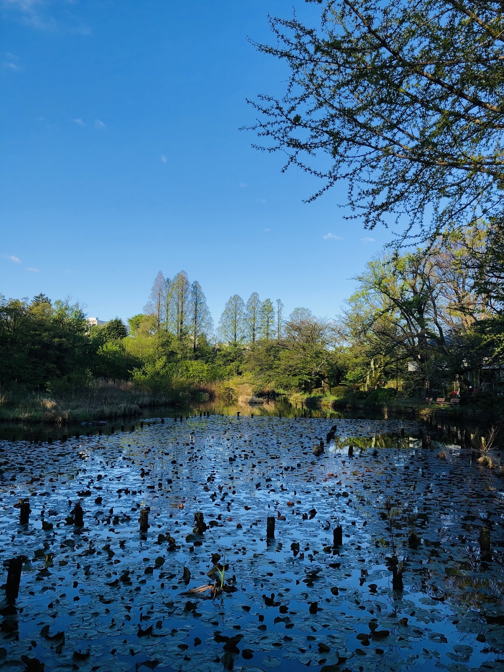 5つの公園を巡る杉並区・練馬区ラン31キロの写真4