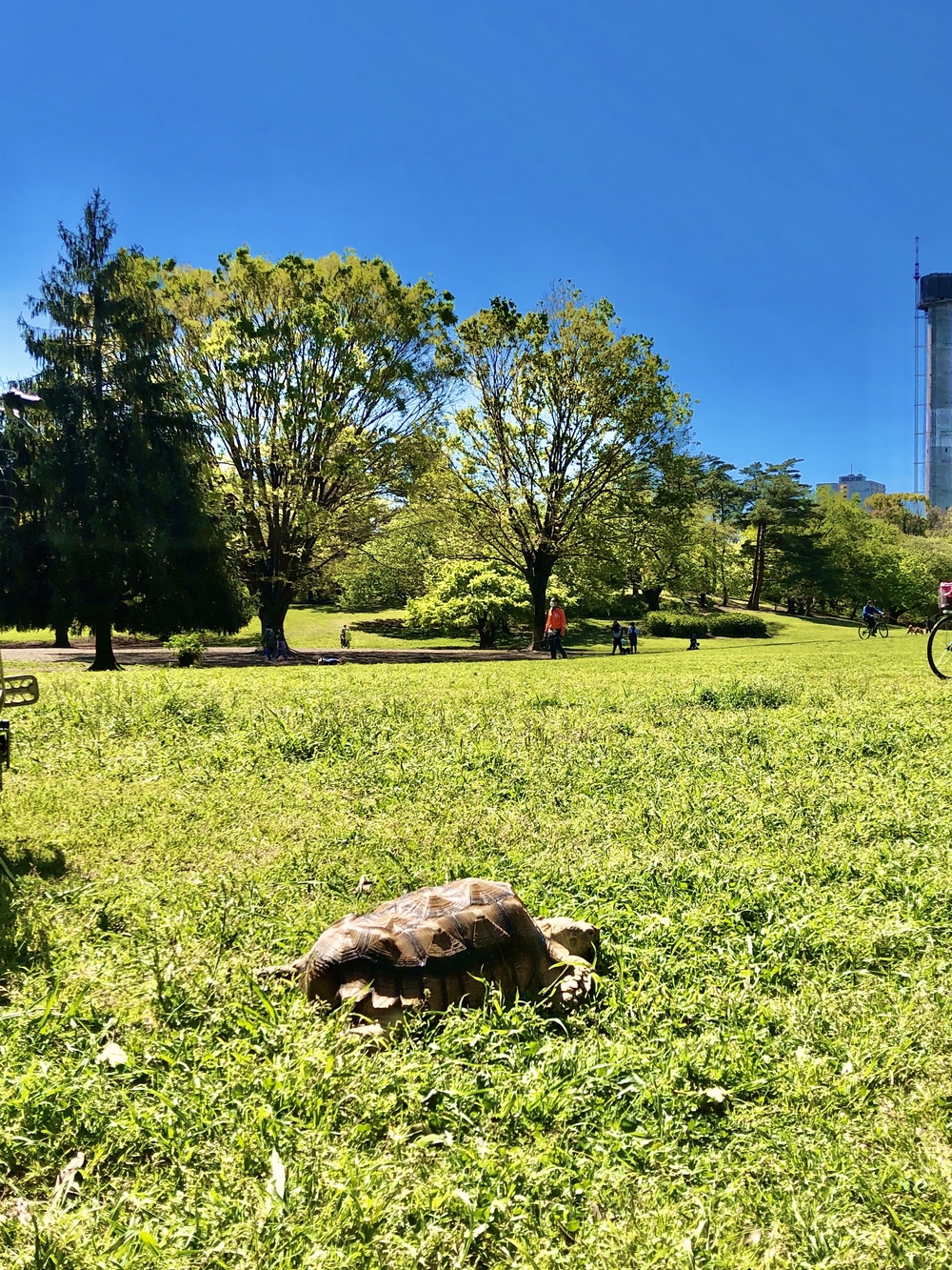 5つの公園を巡る杉並区・練馬区ラン31キロの写真15