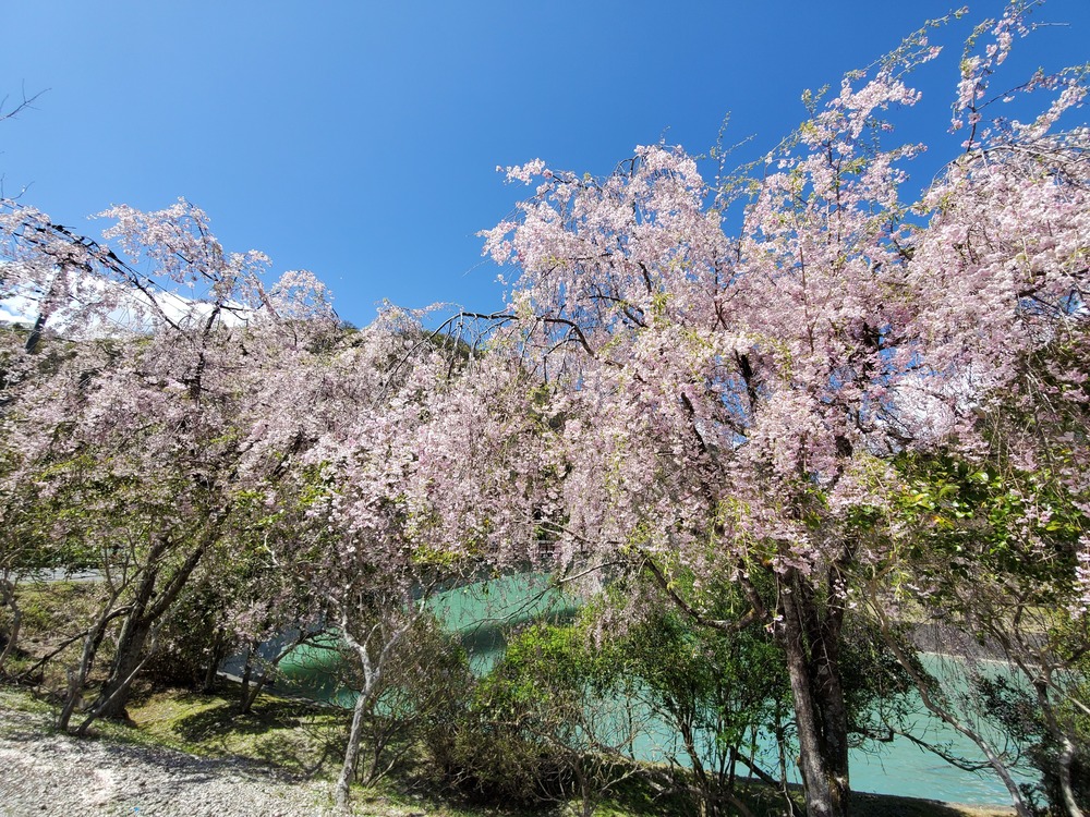 丹沢湖周回RUN🏃‍♂️🏃‍♀️💨の写真5