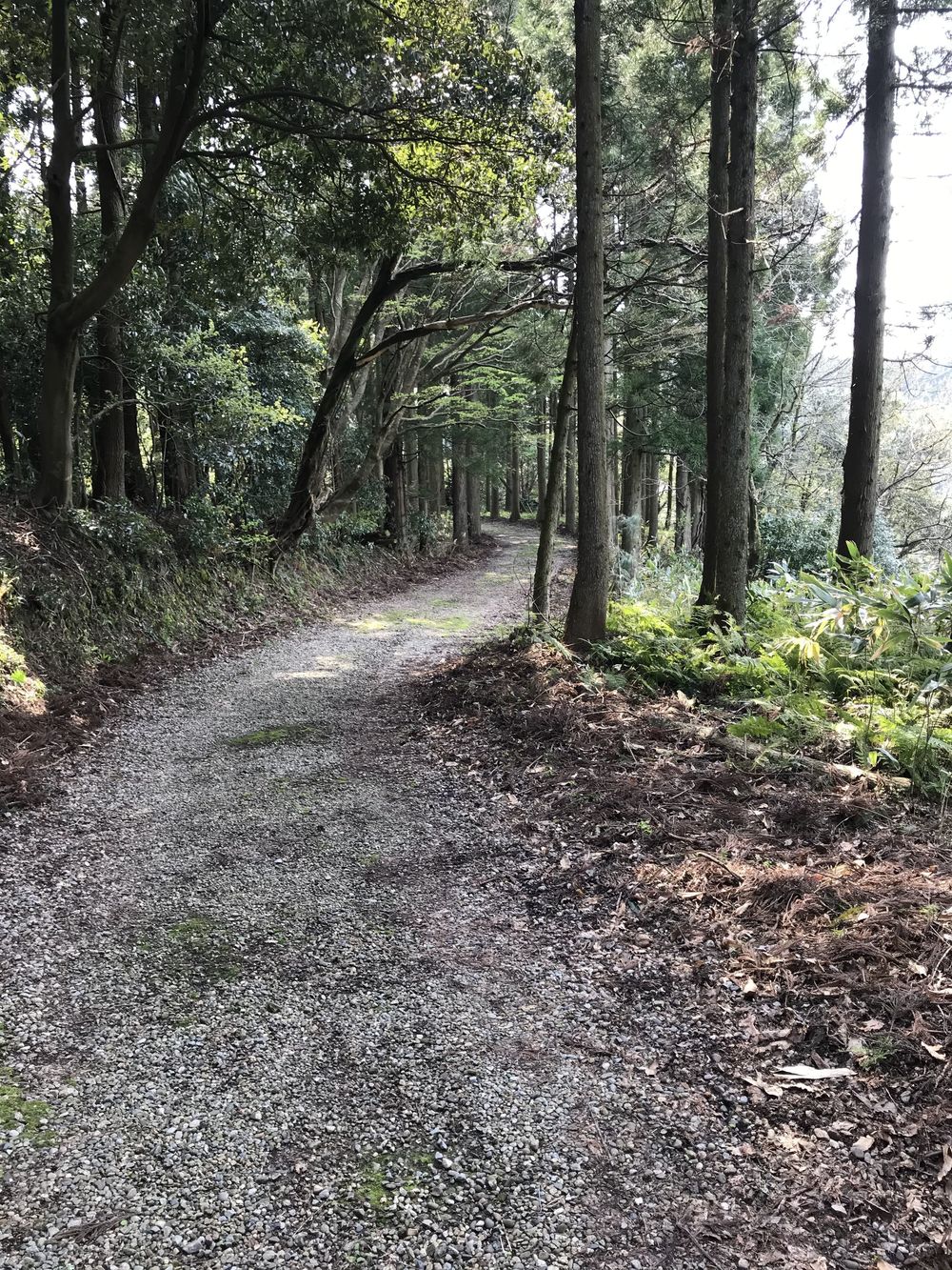 倶利伽羅、階段ラン。の写真3