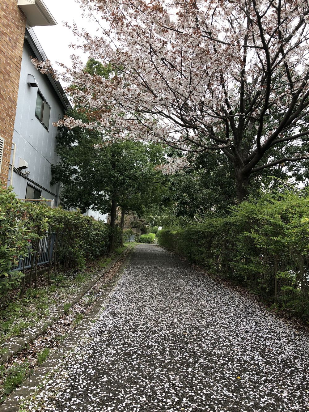 港北ニュータウン縦断ランの写真5