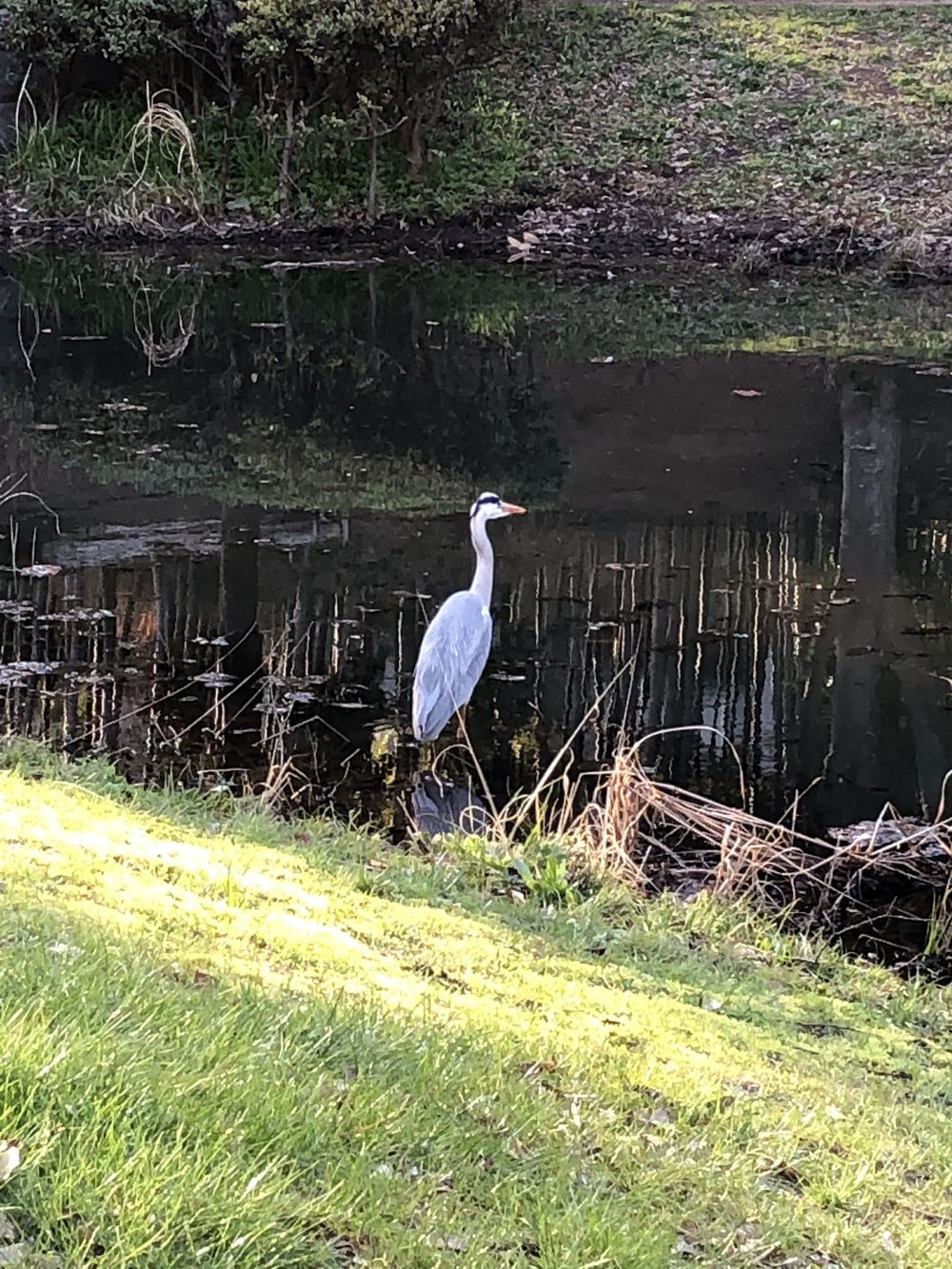 港北ニュータウン縦断ランの写真6