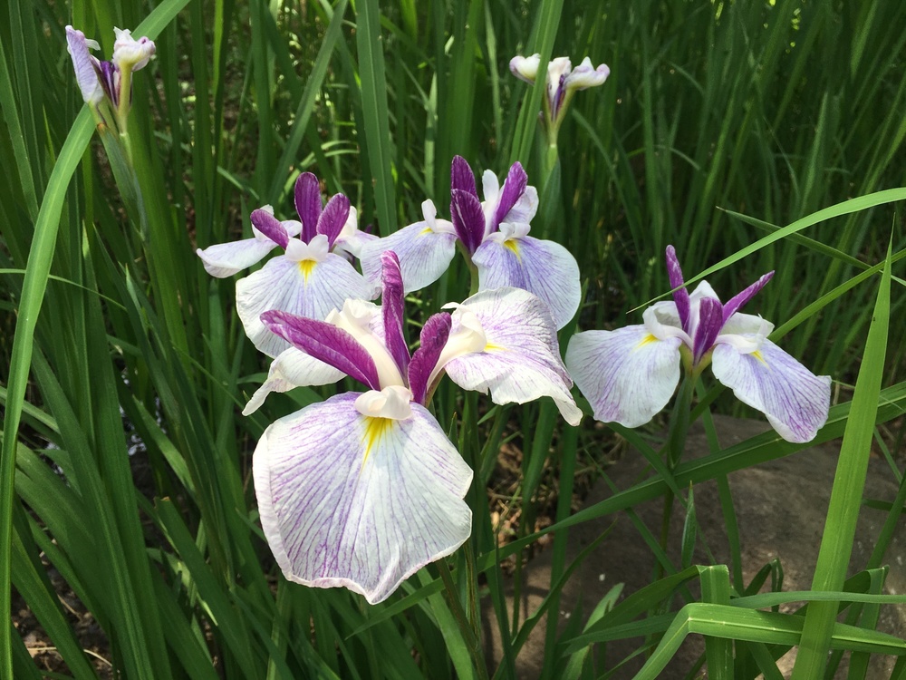 港北ニュータウン縦断ランの写真7