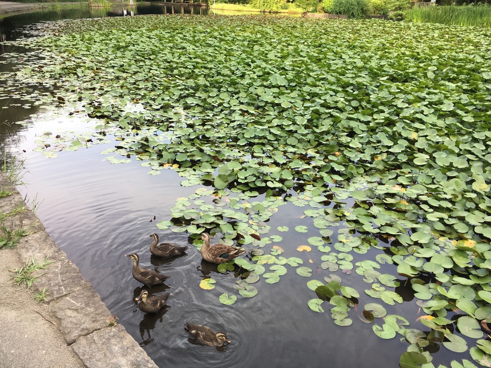 港北ニュータウン縦断ランの写真9