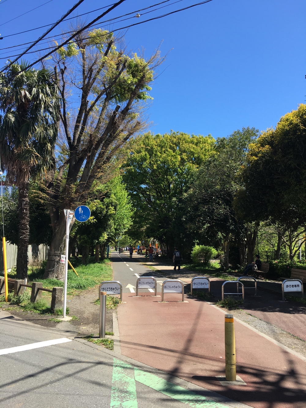 緑溢れる直線コース　多摩湖自転車歩行者道往復ほぼハーフの写真9