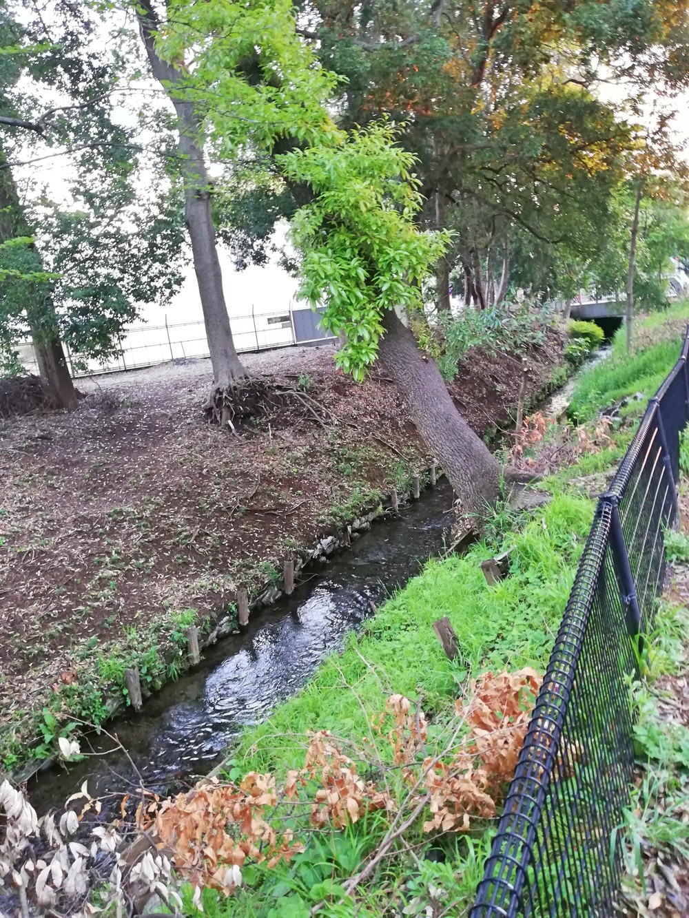 新緑の小平一周グリーンロードの写真4