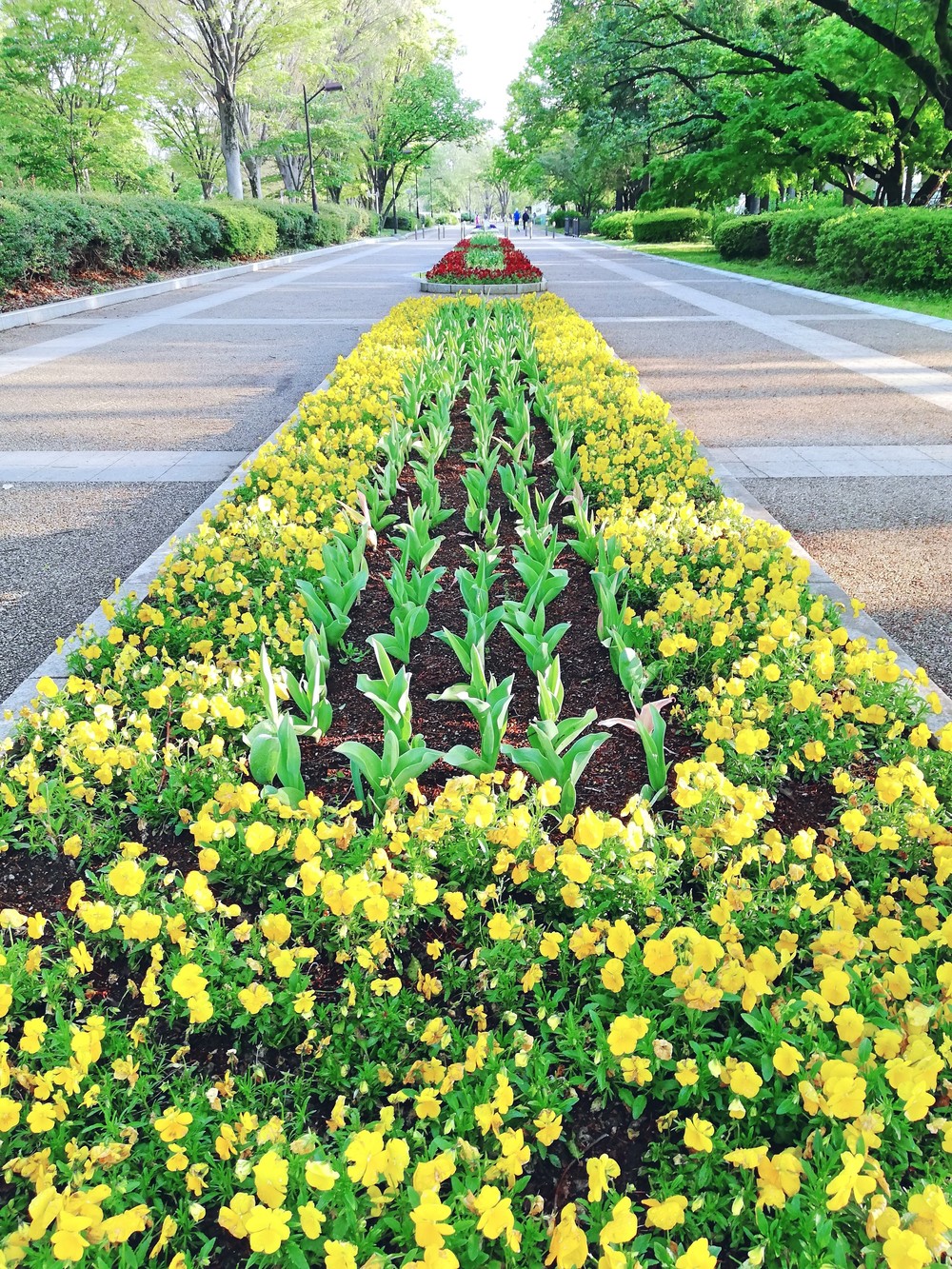 新緑の小平一周グリーンロードの写真10
