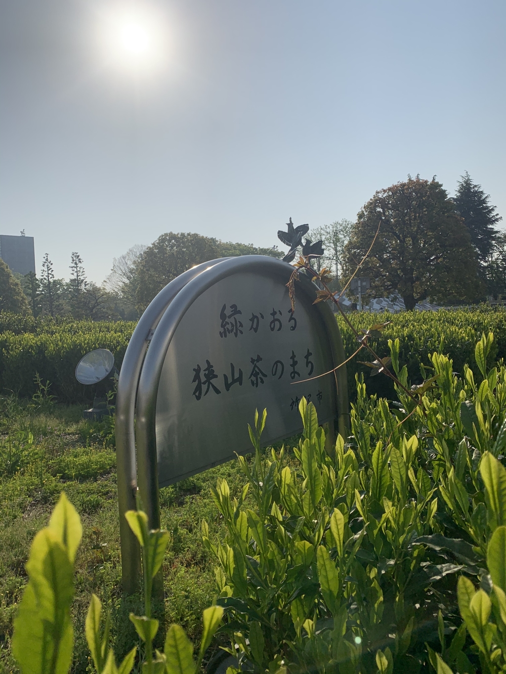 アメリカから所沢に返還された道を駆け抜けるの写真4