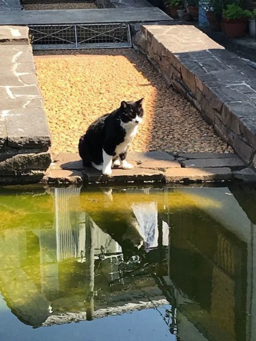 世田谷の緑道をゆるっと周回ラン★★の写真6