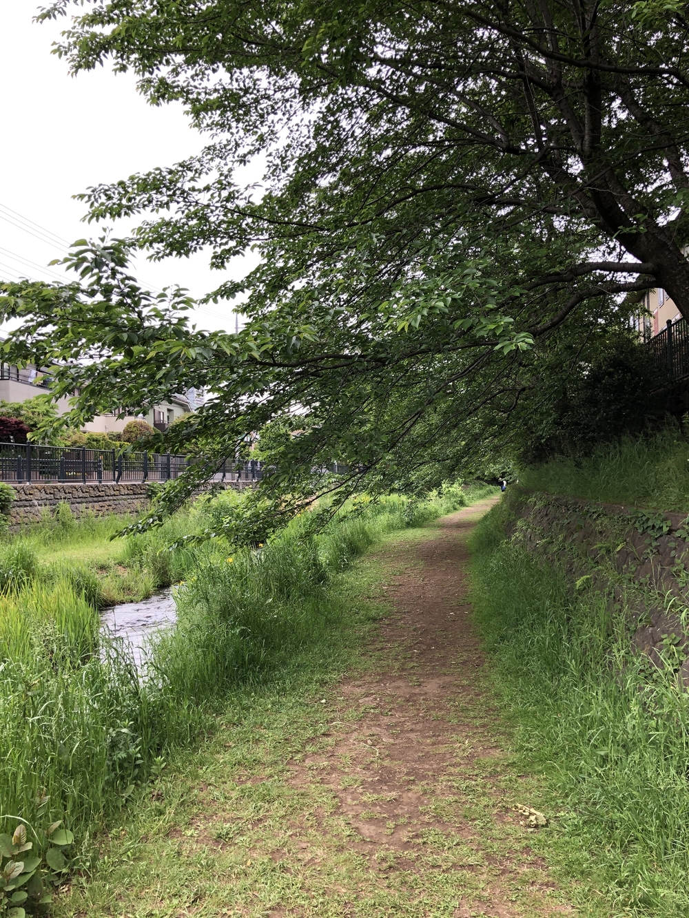 野川沿い往復5キロの写真3