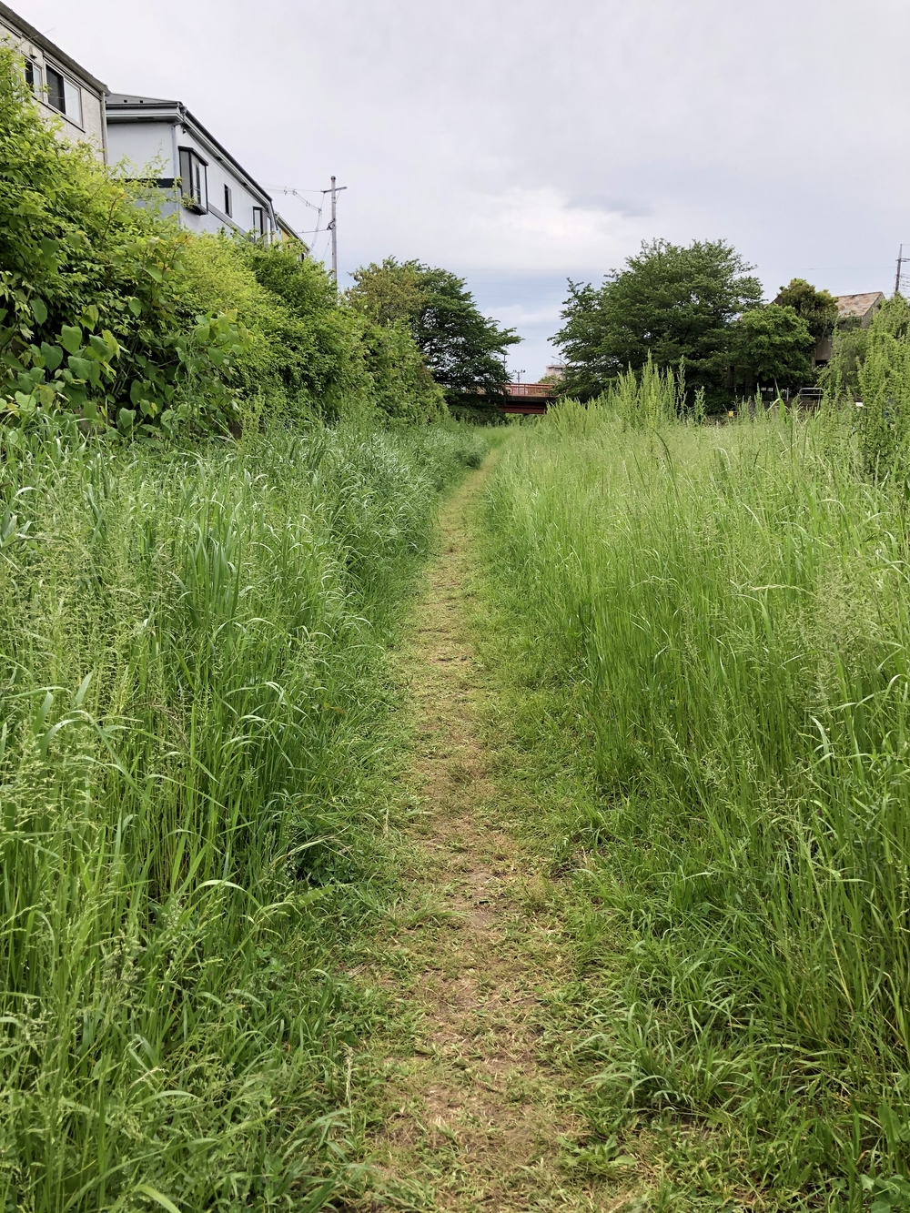 野川沿い往復5キロの写真9