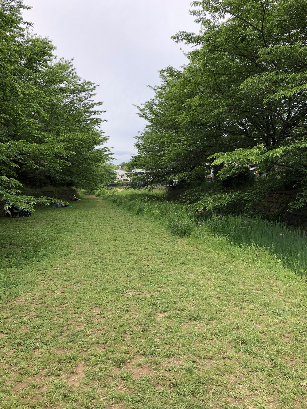 野川沿い往復5キロの写真10