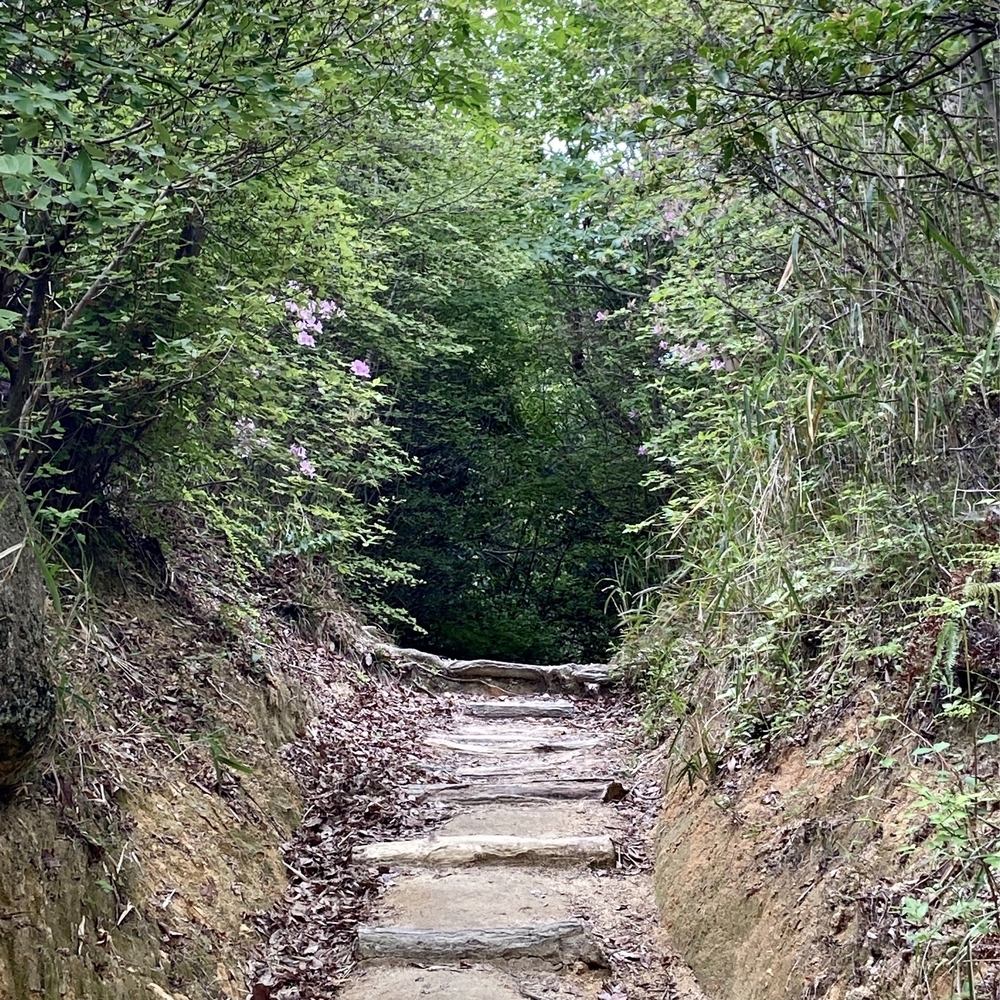 甲山森林公園や甲山〜北山公園でボルダリング発祥の地を巡るプチトレランの写真9