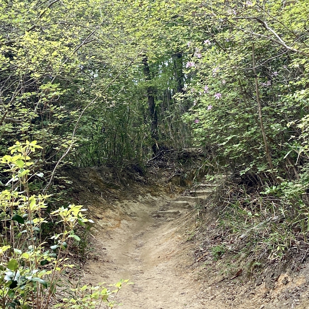 甲山森林公園や甲山〜北山公園でボルダリング発祥の地を巡るプチトレランの写真10