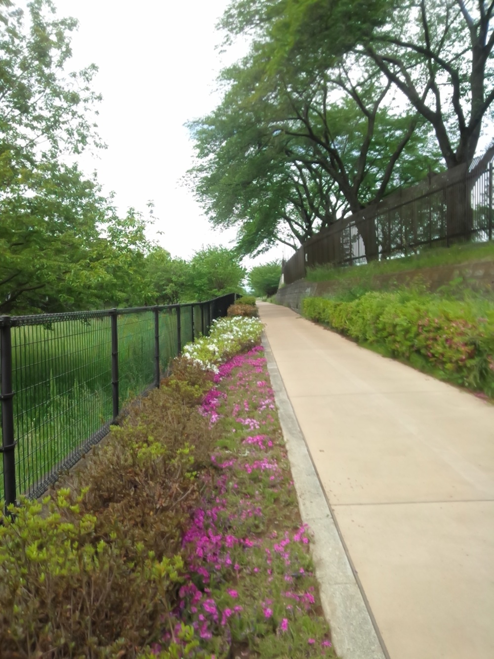 空堀川（豪雨以外カラカラ）往復8ｋｍの写真8