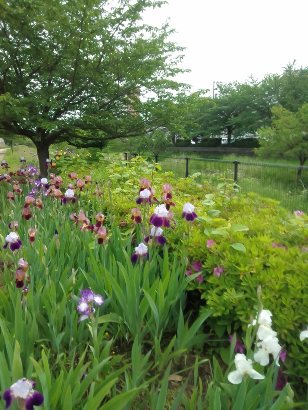 空堀川（豪雨以外カラカラ）往復8ｋｍの写真9