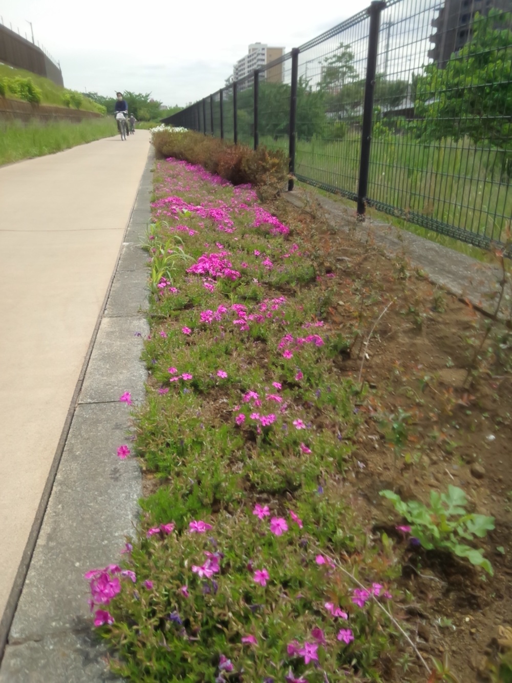 空堀川（豪雨以外カラカラ）往復8ｋｍの写真12